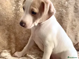 Italian Greyhound dogs Italian greyhound cream and white available - Advert 4