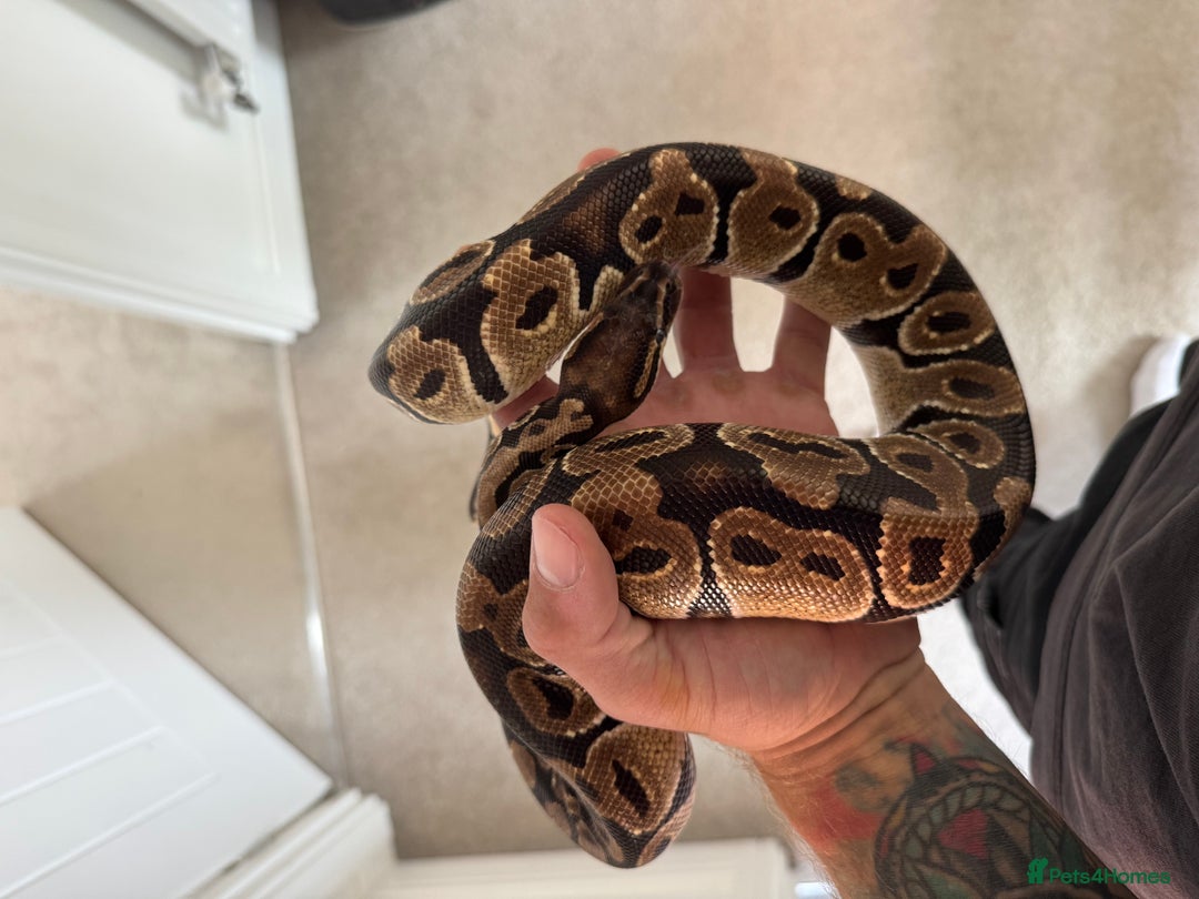 Python Snake reptiles for sale: Ball Python male  - Image 5