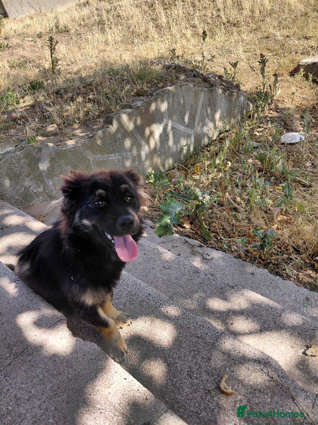 Mixed Breed dogs for adoption: ROBY, a superb puppy boy - for a Loving Home - Image 8