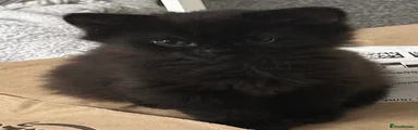 Siberian 2