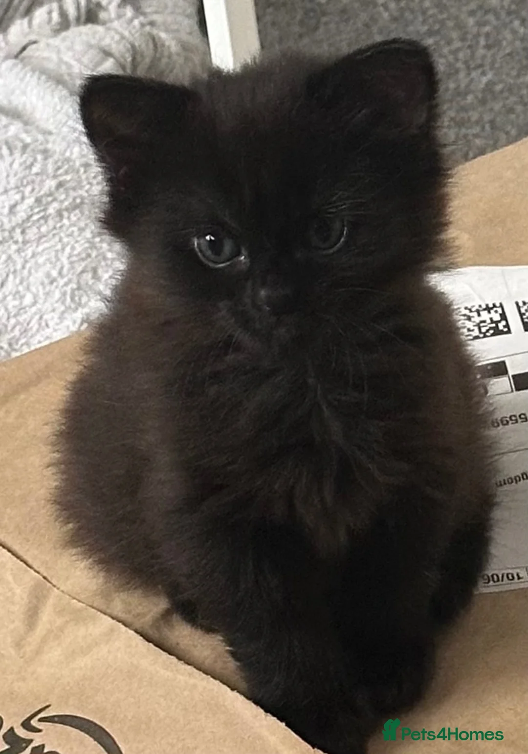 Siberian cats for sale: Two Gorgeous Siberian Kittens & Mother Available - Advert 2