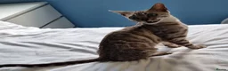 Bengal cats for sale: 12 month old female Bengal ready to leave - Advert 15