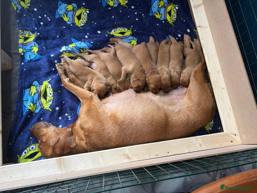 Labrador Retriever dogs for sale: 9 Red Fox Labradors - 3 male 6 female.  - Image 4