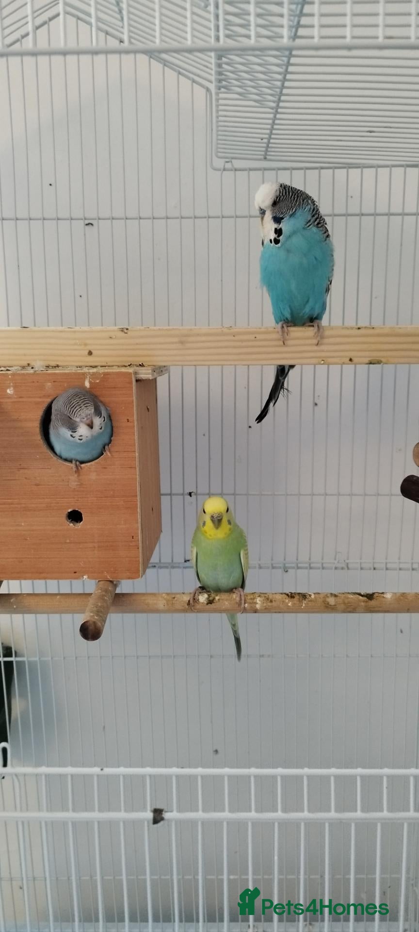 Budgerigars birds for sale: Budgies family of 4  - Advert 1