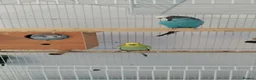 Budgerigars birds for sale: Budgies family of 4  - Advert 1