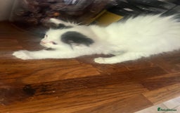 Ragdoll cats for sale: Persian ragdoll - Image 21