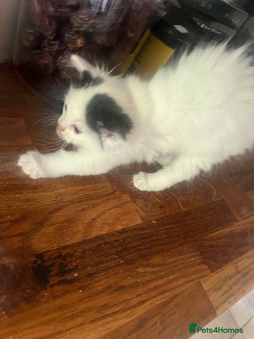 Ragdoll cats for sale: Persian ragdoll - Image 21