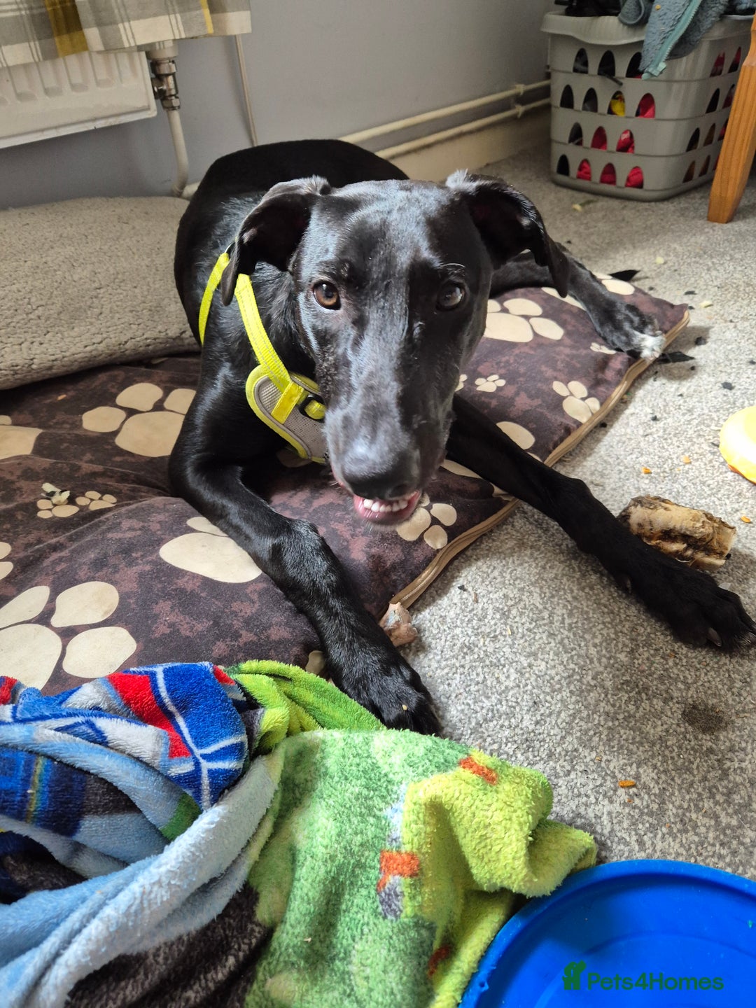 Mixed Breed dogs for sale: Ozzy  - Image 1