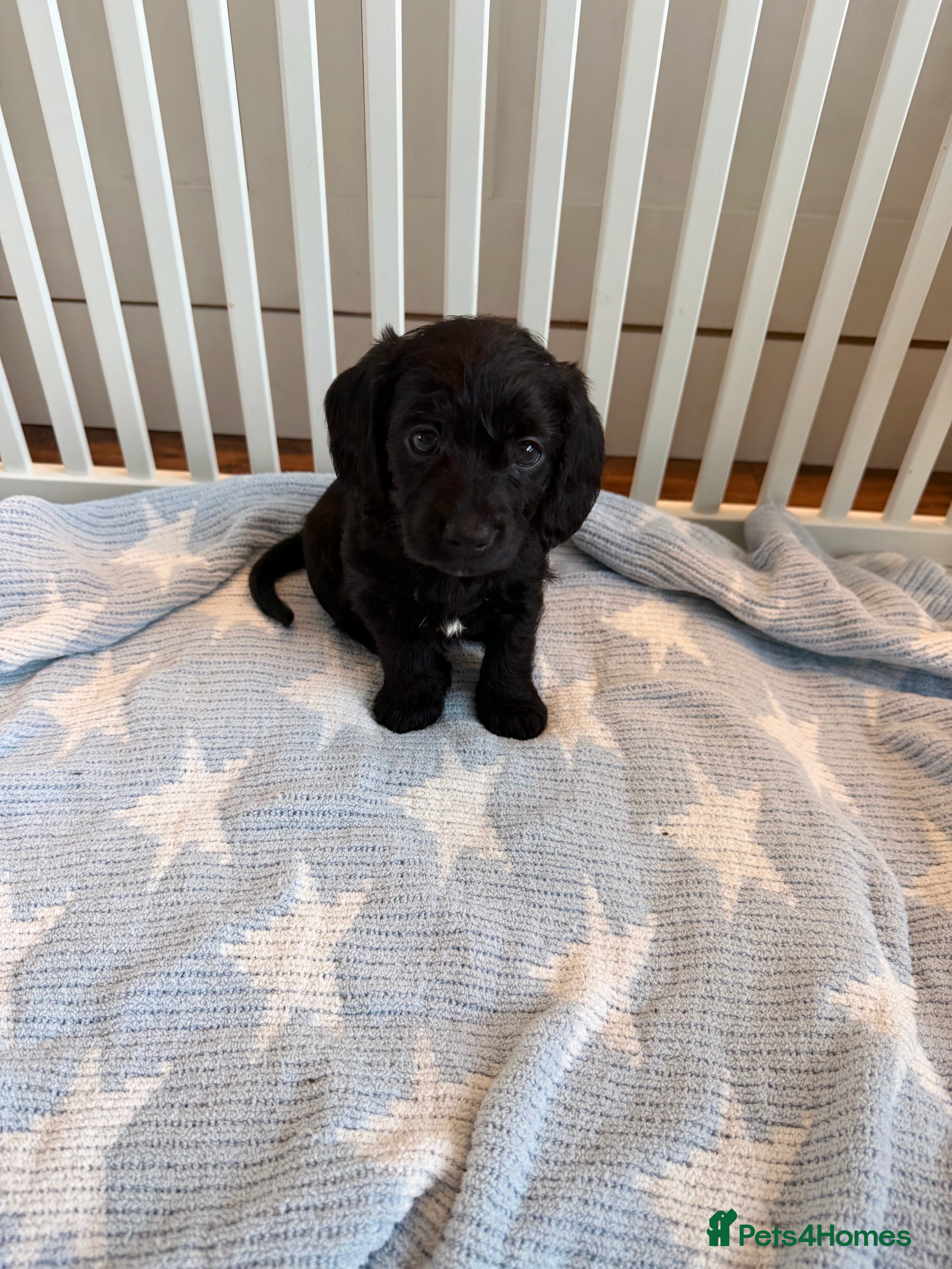 Mixed Breed dogs Doxiepoos - Advert 2