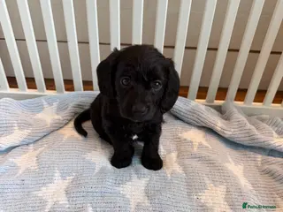 Mixed Breed dogs Doxiepoos - Advert 3