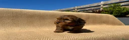 Mixed Breed dogs for sale: Havatoodle Pups - Advert 32