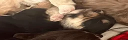Cockapoo dogs for sale: Beautiful F1B cockapoo puppies  in Wolverhampton - Advert 3