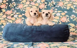 Miniature Dachshund dogs for sale: Rare Cream Gorgeous Dachshund Puppies  - Image 11