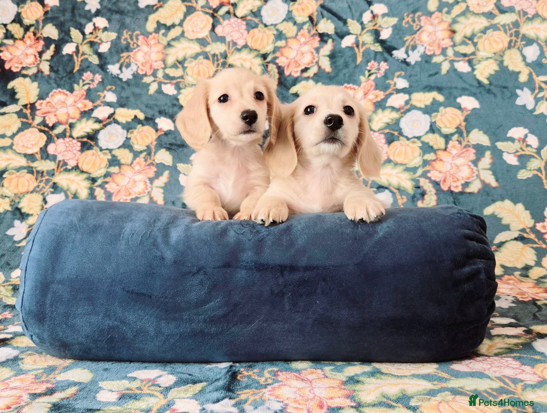 Miniature Dachshund dogs for sale: Rare Cream Gorgeous Dachshund Puppies  - Image 11