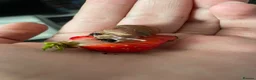 Snails invertebrates for sale: Giant African Land Snails - Advert 1