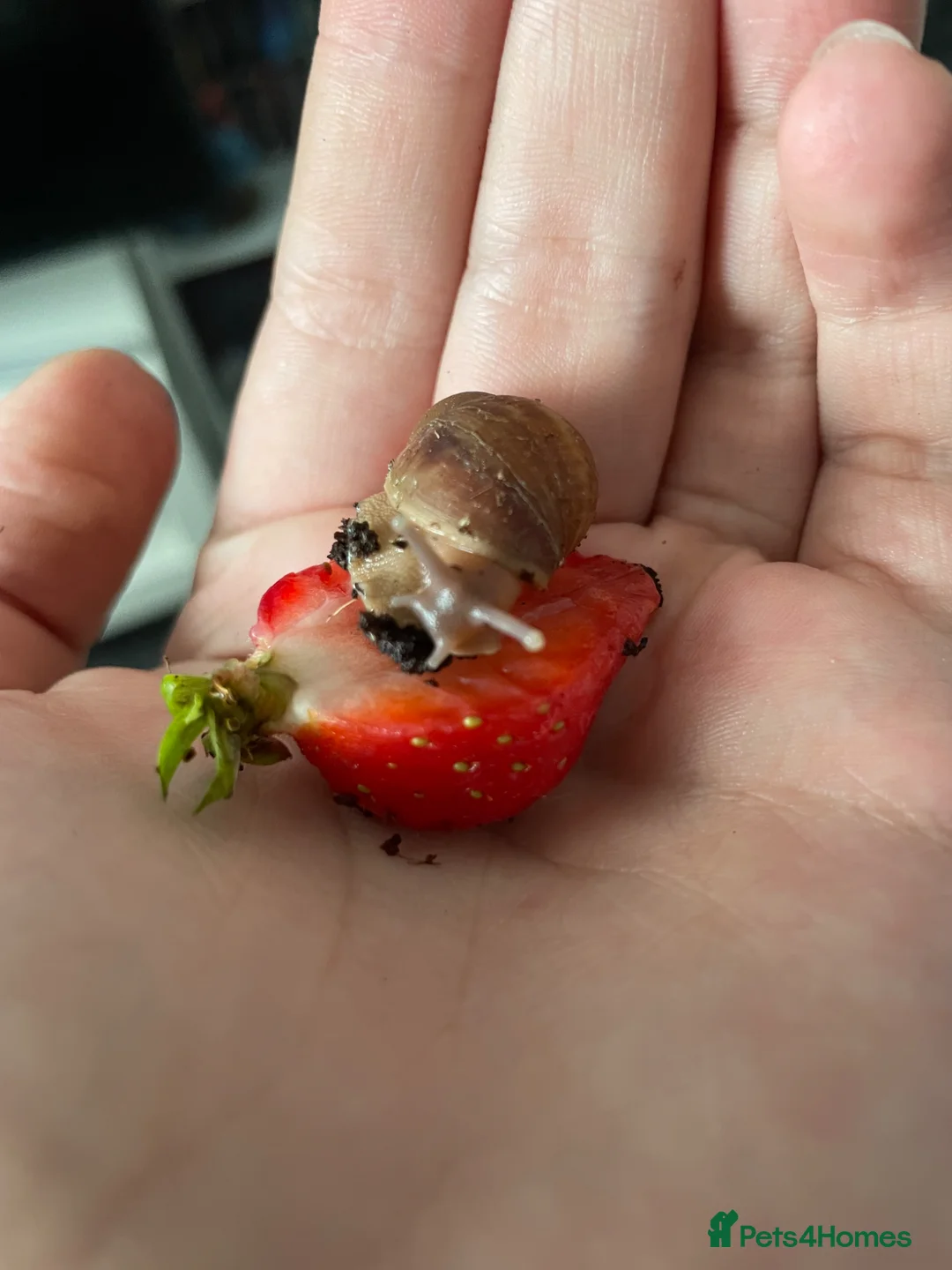 Snails invertebrates for sale: Giant African Land Snails - Advert 1