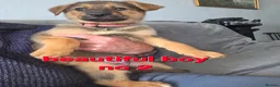 Mixed Breed dogs for sale: GERMAN SHEAPARD X ALASKAN MALAMUTE - Advert 8