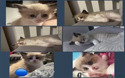 Ragdoll cats for sale: Ragdoll kittens for sale in Romford - Image 5