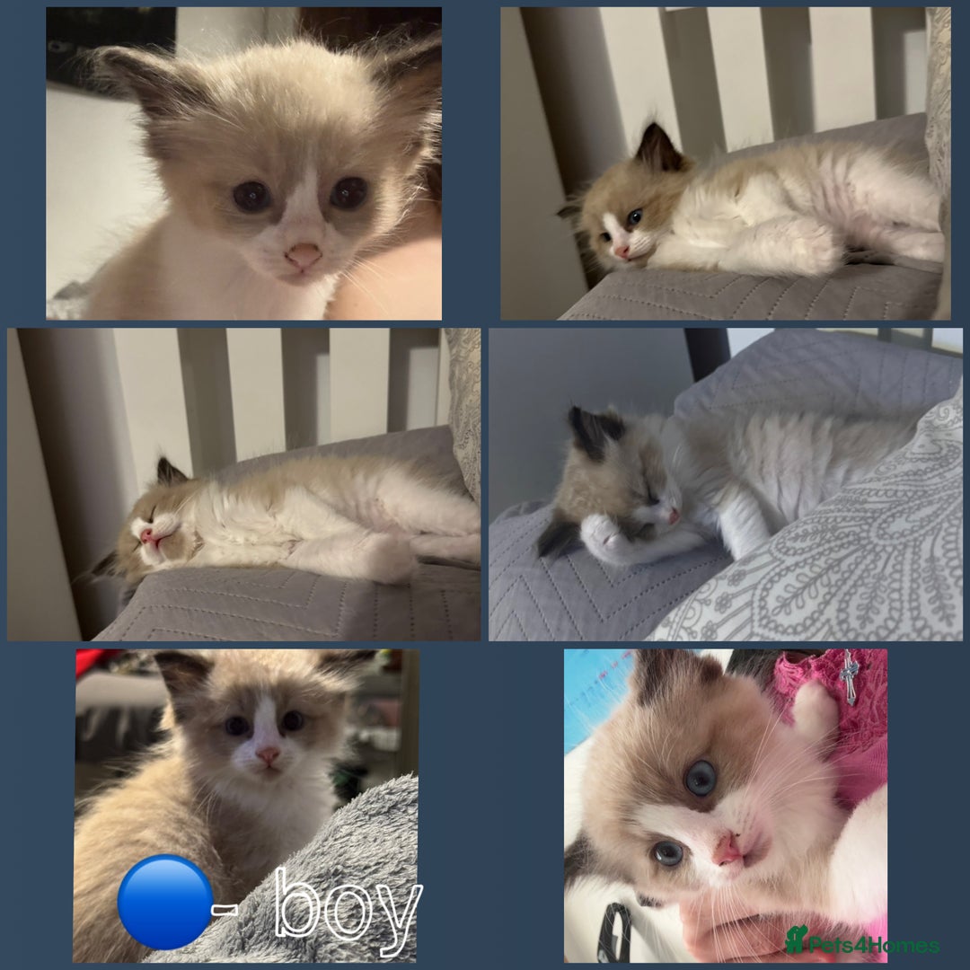 Ragdoll cats for sale: Ragdoll kittens for sale in Romford - Image 5