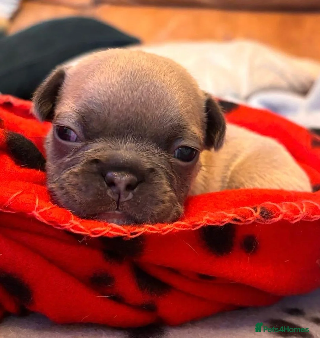 French Bulldog dogs for sale: 🐾 Adorable French Bulldog Puppies 🐾 - Advert 11