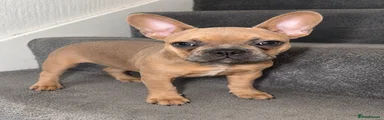 French Bulldog 2