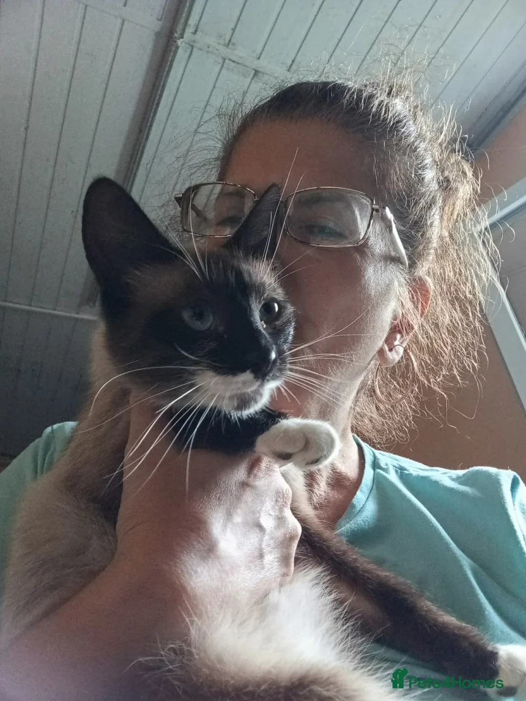 Mixed Breed cats for adoption: Nala - Norwich Norfolk  in Norwich - Advert 15