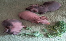 Guinea Pig rodents for sale: BEAUTIFUL BABY SKINNY PIGS  - Image 4