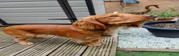 Cocker Spaniel dogs for stud: KC registered Working Cocker Spaniel. in Consett - Advert 11