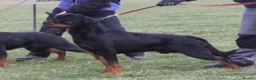 Rottweiler dogs for stud: Romanian Junior Champion Rottguardian Igor - Advert 17
