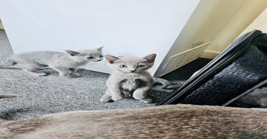 Russian Blue cats - Advert 2