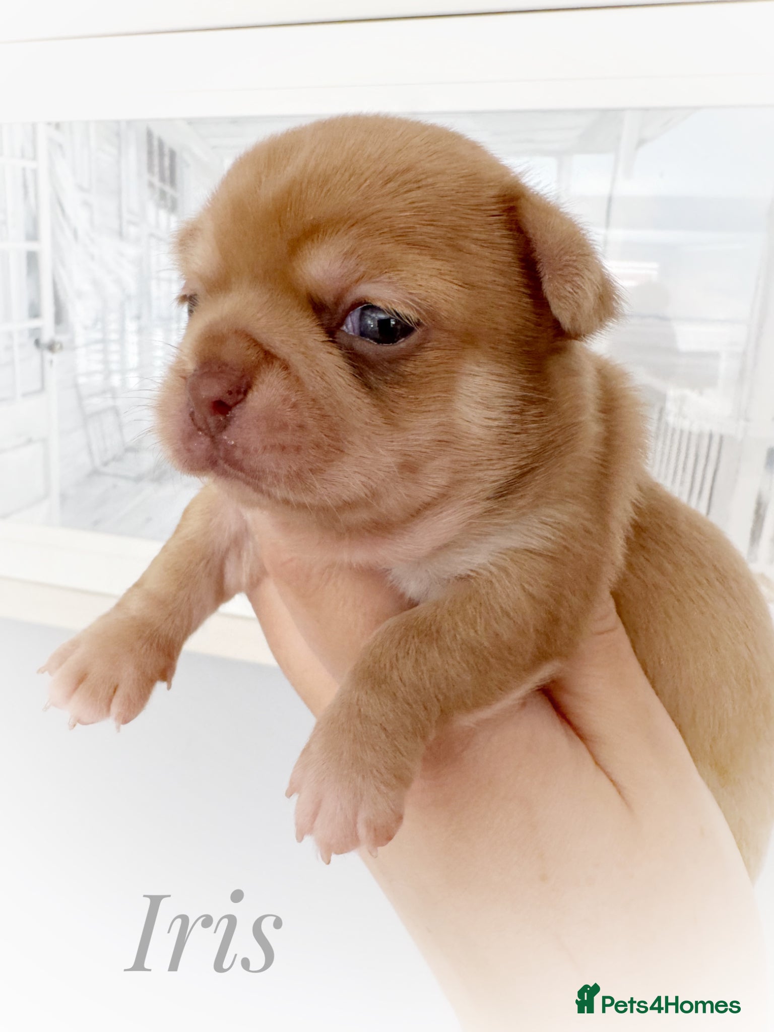 Chihuahua dogs Chihuahua puppies chocolate merle  - Advert 1