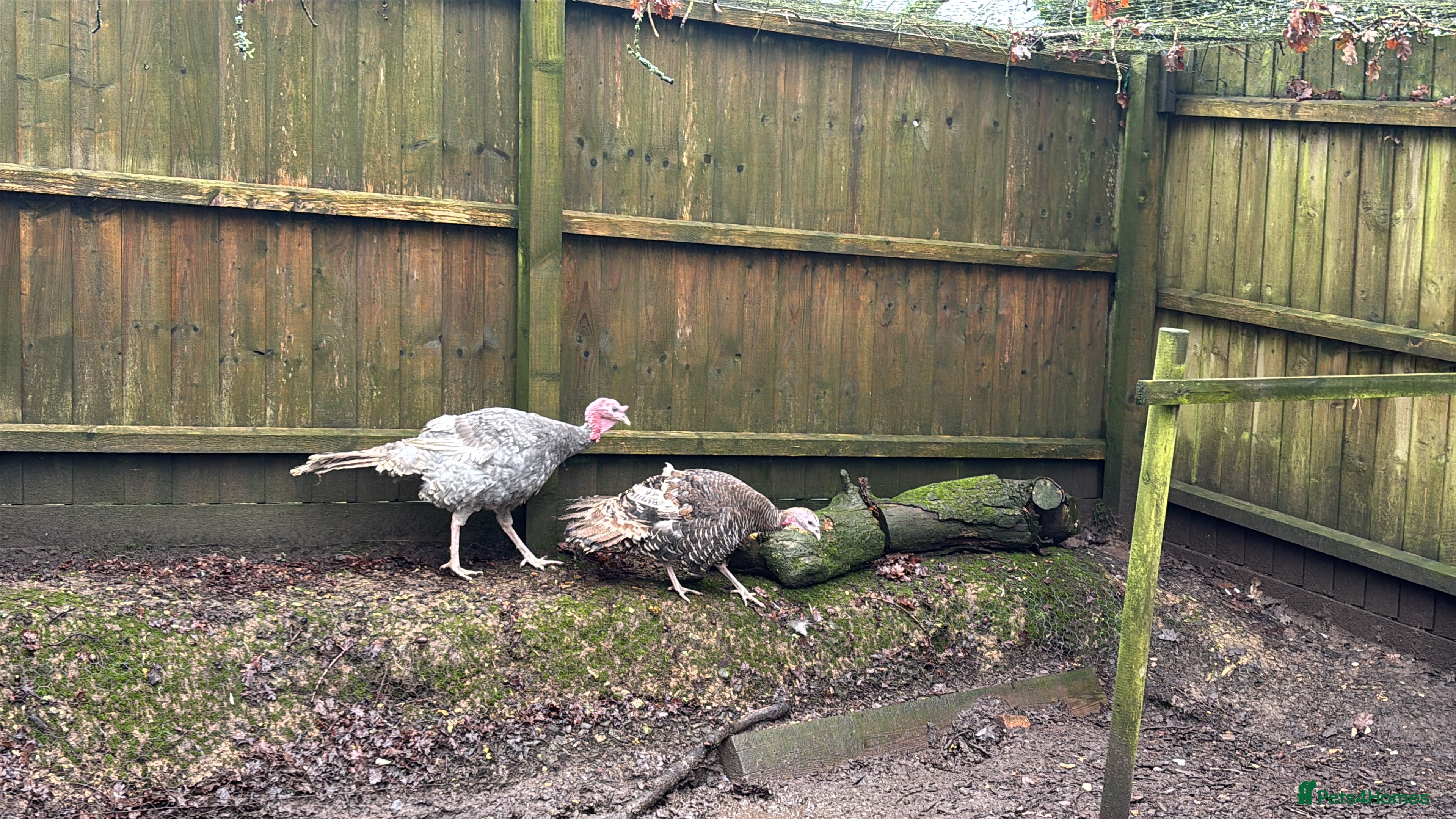 Turkeys poultry Breeding pair of turkeys  - Advert 1