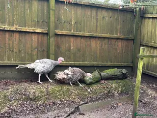 Turkeys poultry Breeding pair of turkeys - Advert 1