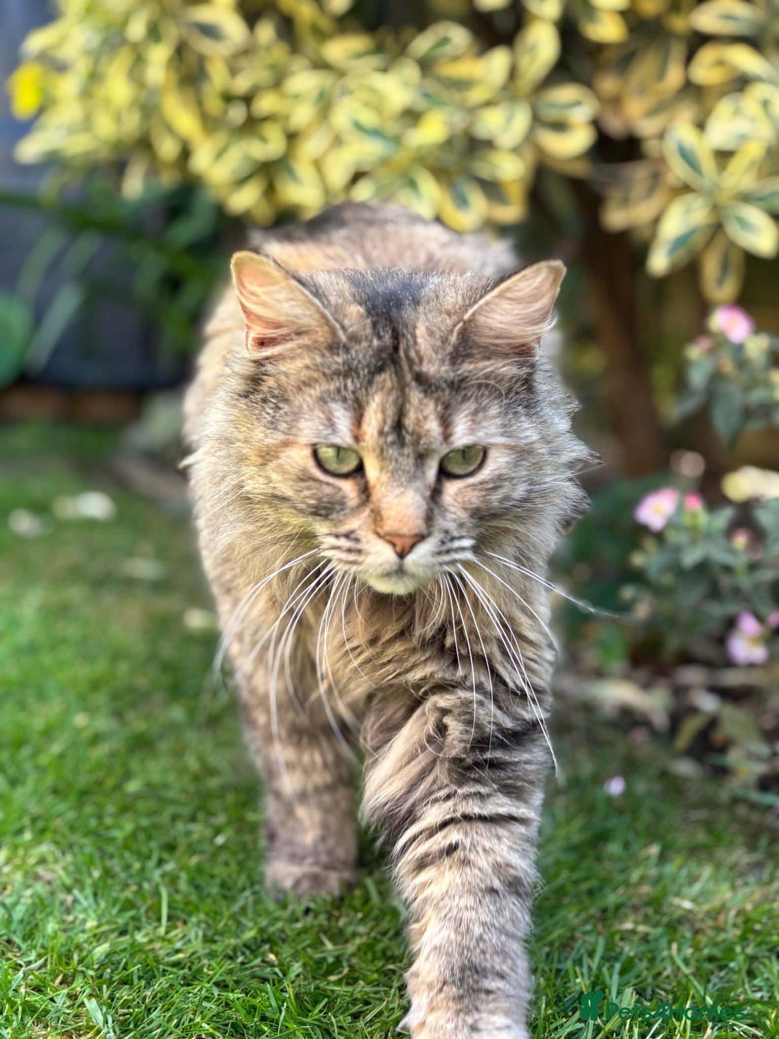 Maine Coon cats Beautiful maine coon girl - Advert 2