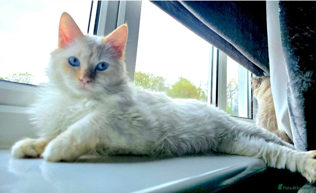 Ragdoll cats for stud: GCCF Eu**an Champion line Ragdoll Stud - Image 6