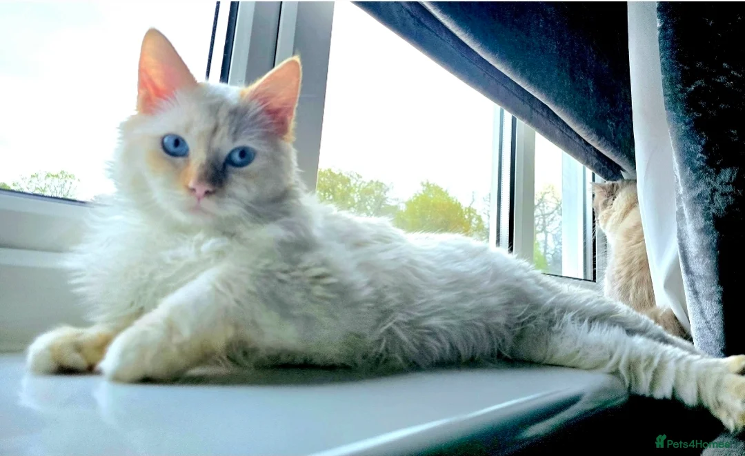 Ragdoll cats for stud: GCCF Champion line Ragdoll Stud - Advert 6