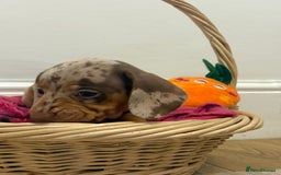 Miniature Dachshund dogs for sale: Minature dachshund pups  - Image 18