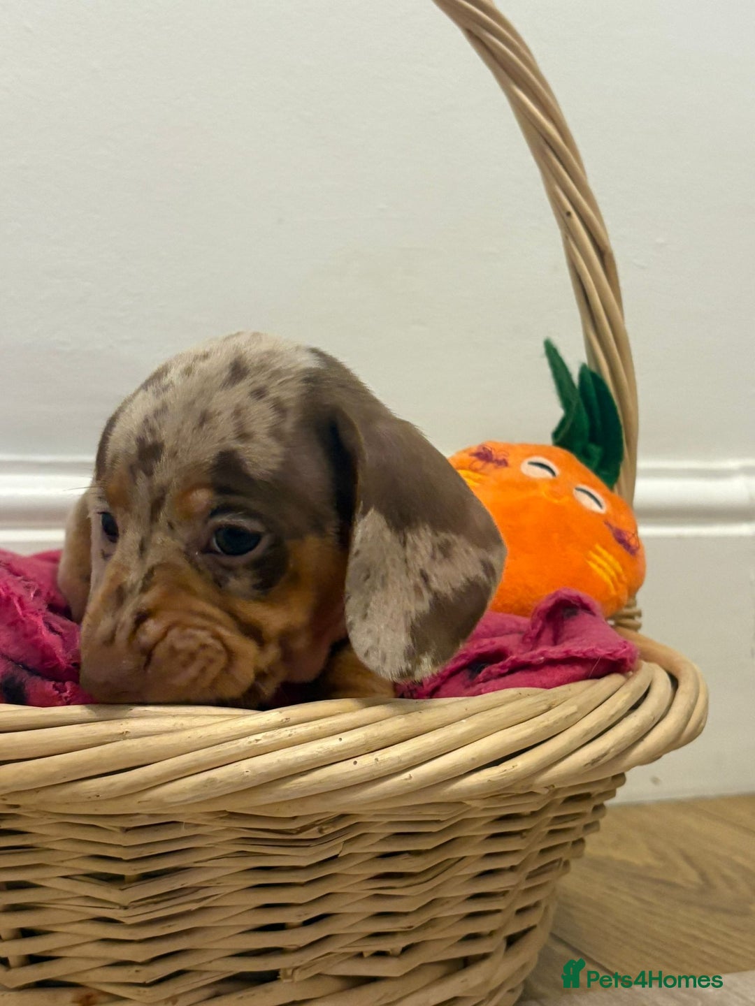 Miniature Dachshund dogs for sale: Minature dachshund pups  - Image 18
