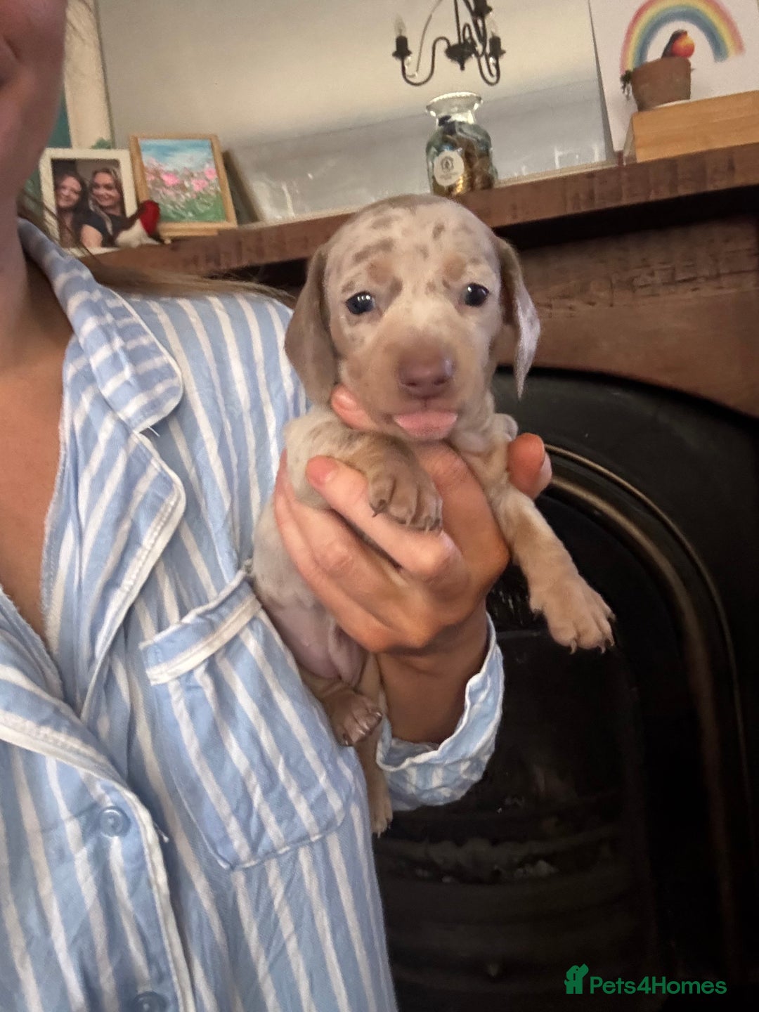 Miniature Dachshund dogs for sale: Mini dachshund Isabella dapple girls - Advert 3