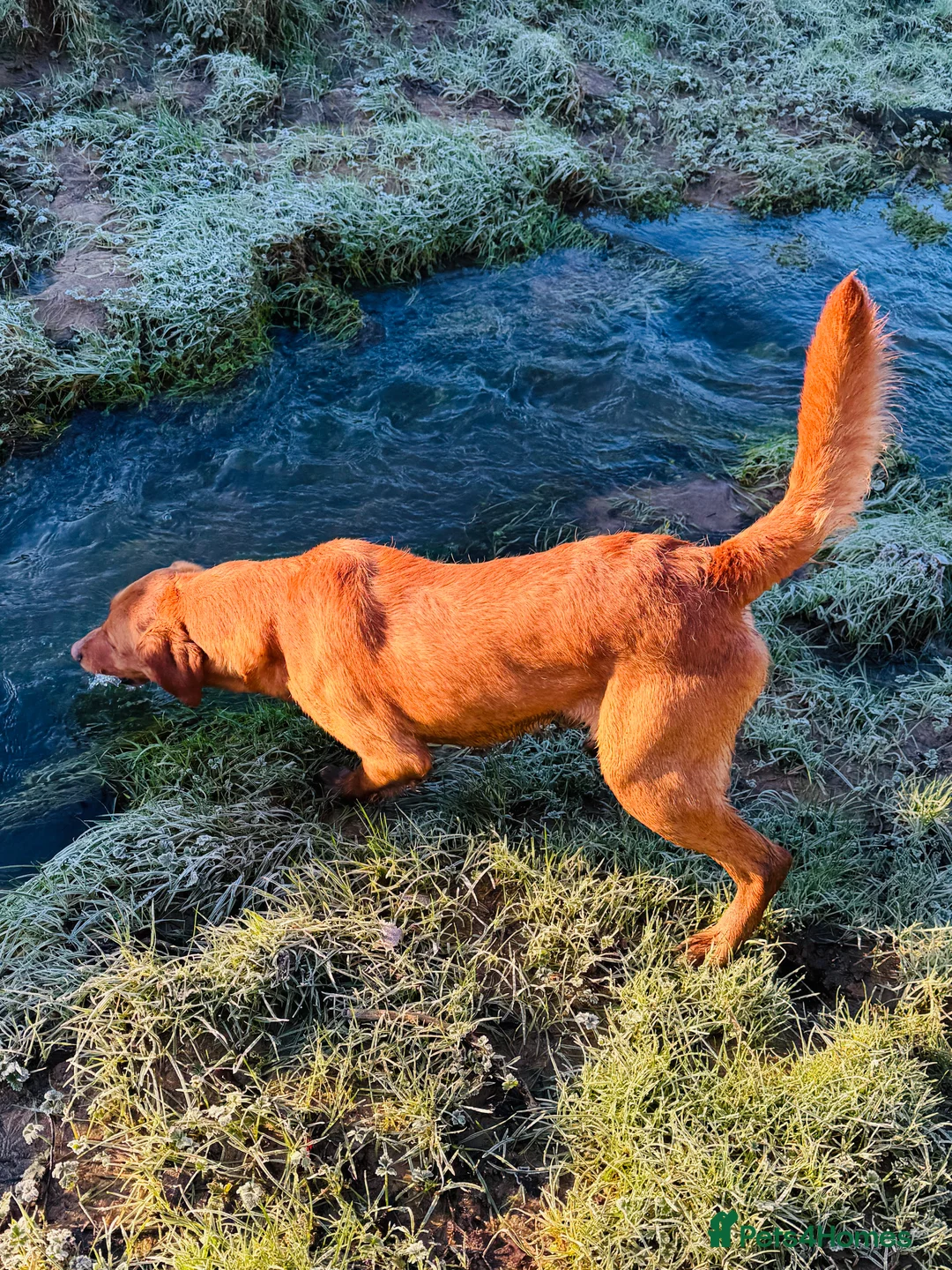 Labrador Retriever dogs for stud: Health clear,hip scored,KC Red Labrador for stud - Advert 2