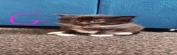 Mixed Breed cats for sale: Kittens  - Advert 4