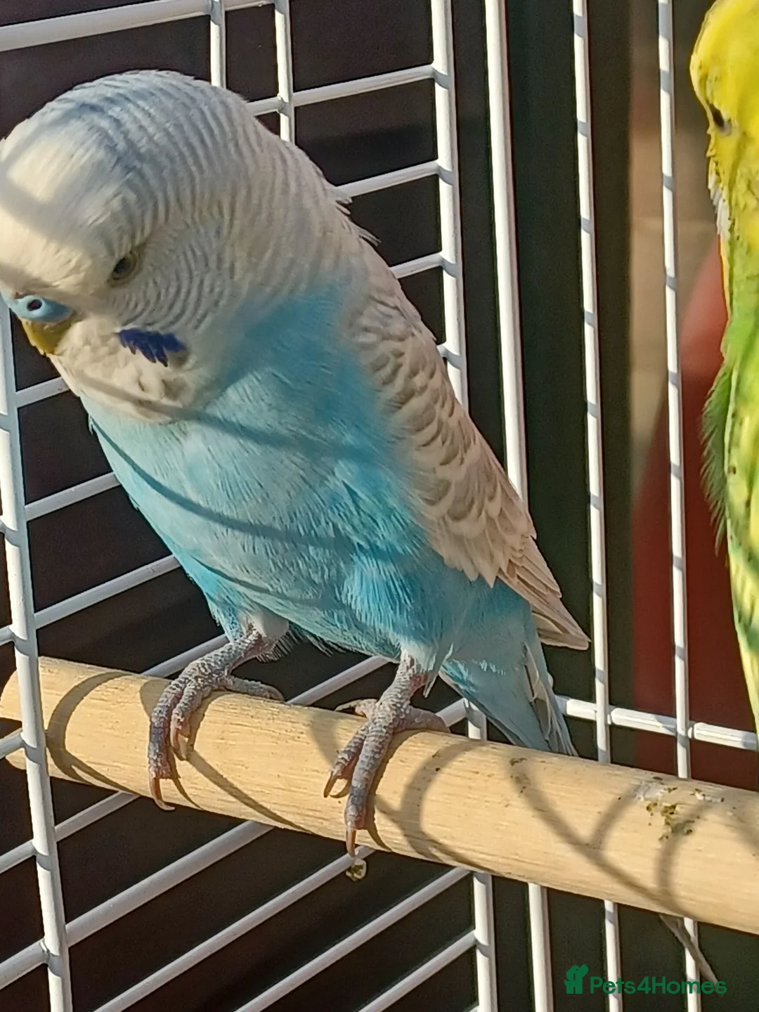 Budgerigars birds for sale: Male budgie and cage 1 pair of budgies  in Wakefield - Advert 1