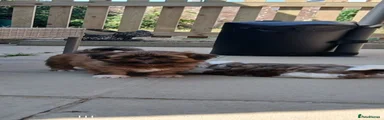 Shih Tzu 4