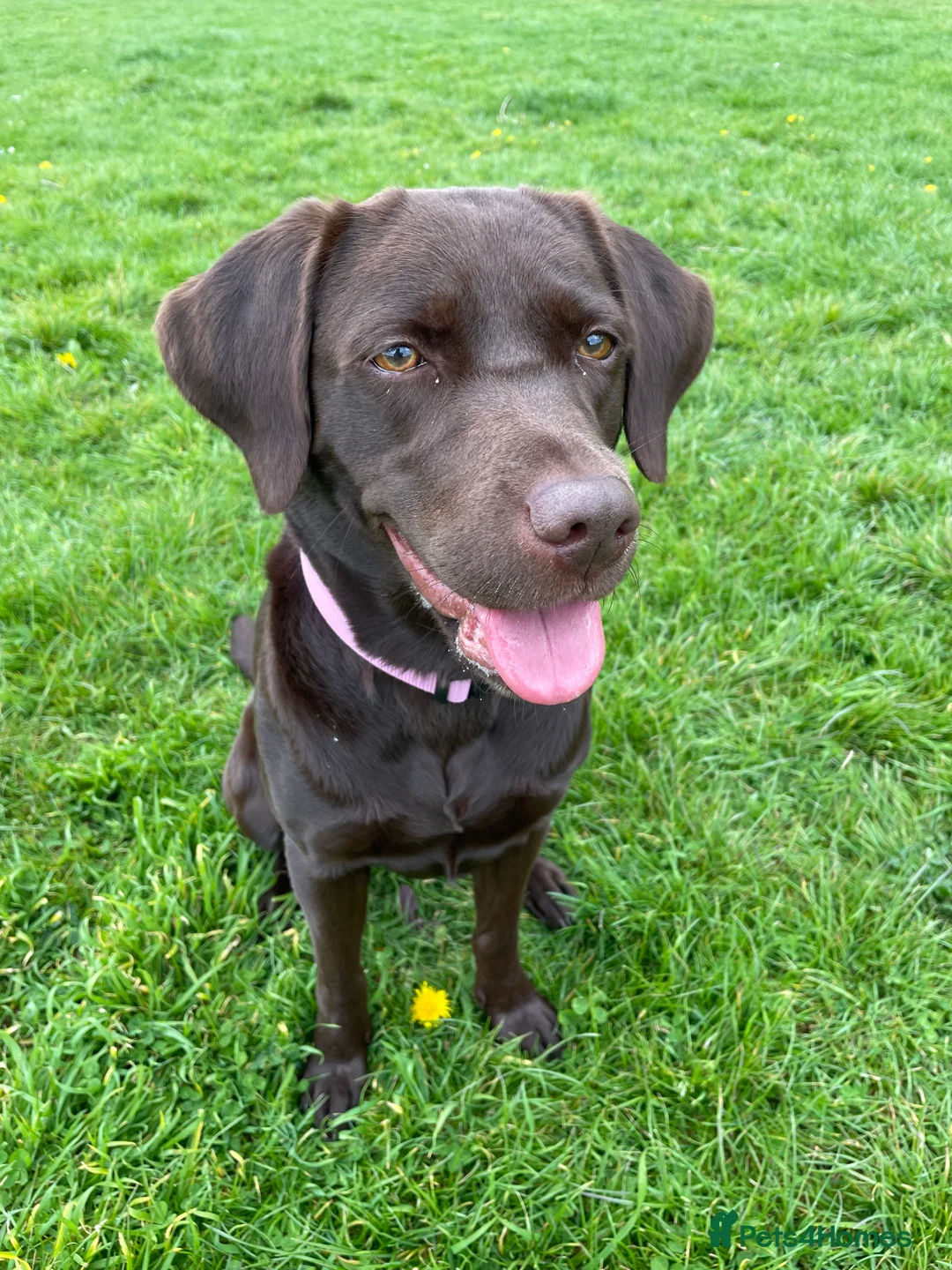Labrador Retriever dogs for sale: Chocolate female Labrador  - Advert 7