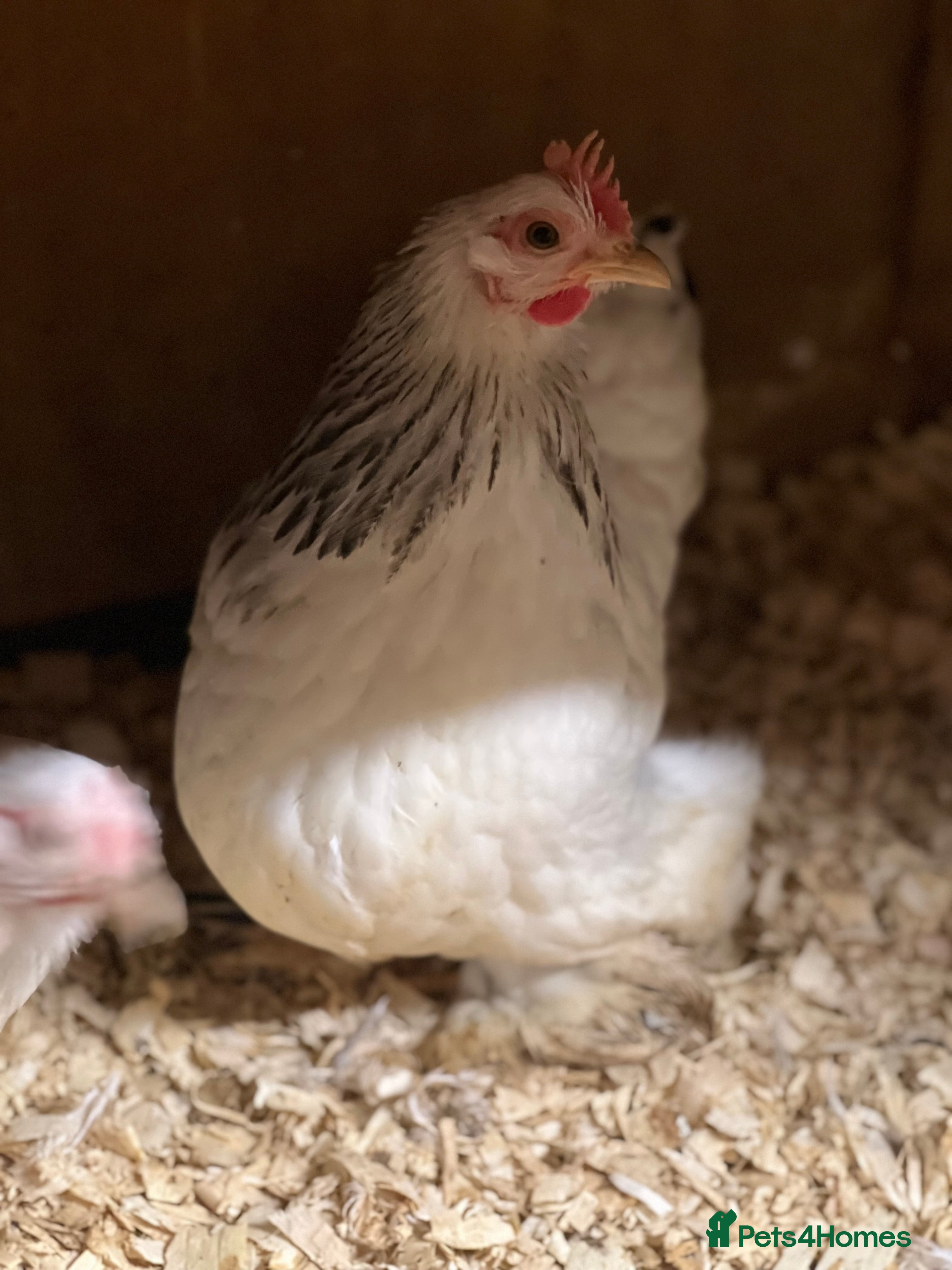 Chickens poultry Colombian pekin,& coloured pekins  - Advert 10