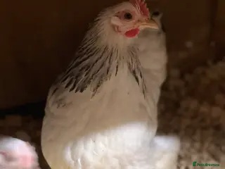 Chickens poultry Colombian pekin,& coloured pekins - Advert 10