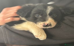 Border Collie dogs for sale: Border Collie puppies - Image 8