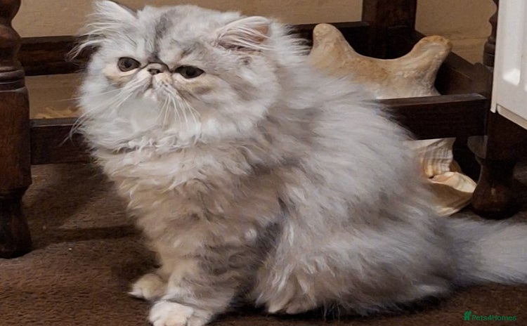 Persian cats - Advert 2