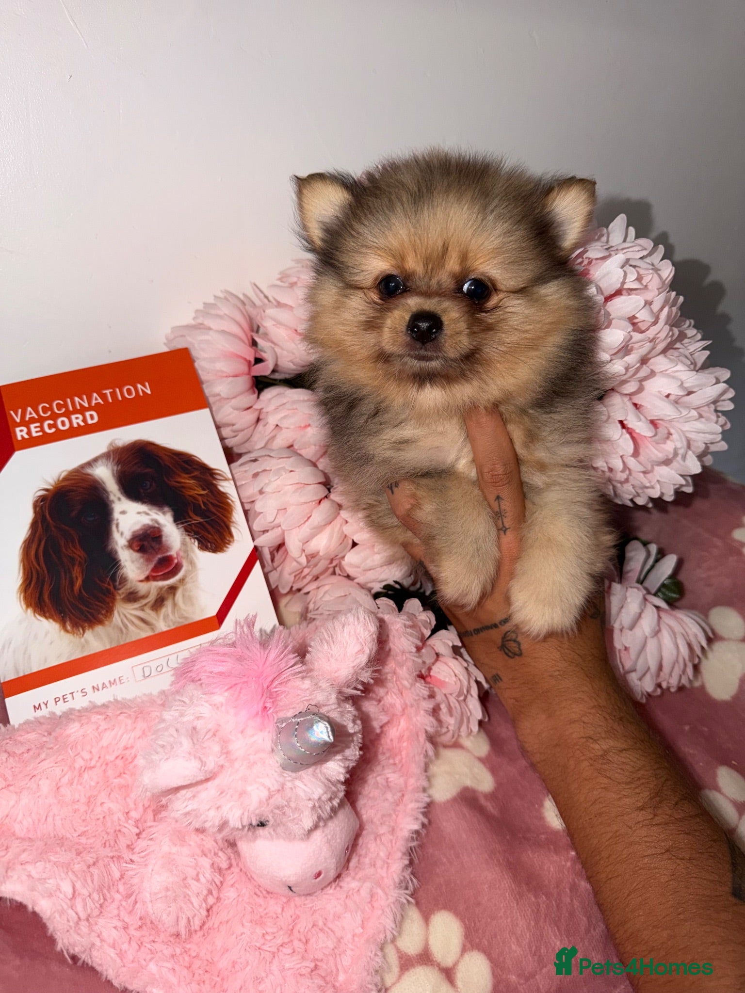 Pomeranian dogs 🐶✨ only one girl left Merle Pomeranian ✨ 🐶 - Advert 19