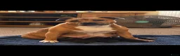 Staffordshire Bull Terrier dogs for sale: Beautiful strong puppies  - Advert 9